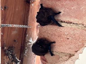 Common Pipistrele Bats Compton.jpg
